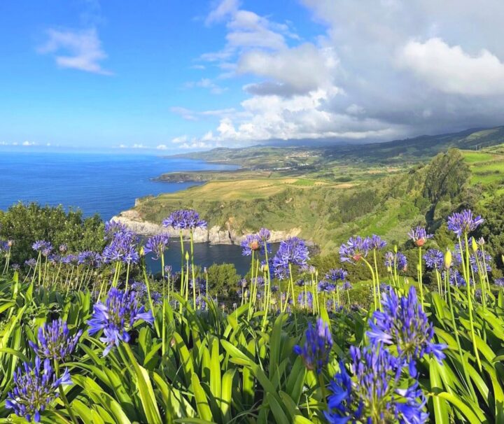 Azores Easy Walking Tour View of Ocean Flowers Wb 1