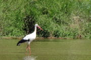 Camino Santiago Walking Tour Stork Sighting