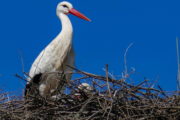 Discover Heart Portugal Storks Nest