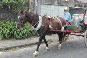 Horse and Milk Cart Azores Gallery
